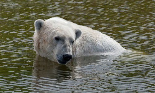 Close-up of horse in water