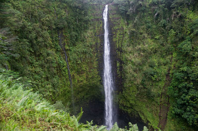 Scenic view of waterfall in forest