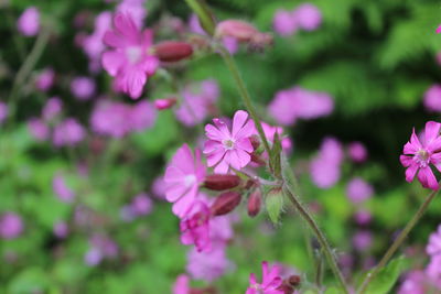 Close-up of pink flowering hardy geranium 