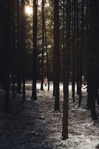 Trees in forest