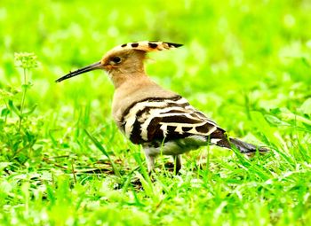 Close-up of bird perching on a field