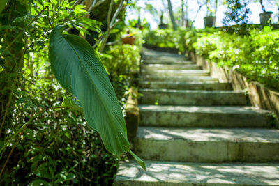 Low angle view of plant growing on steps
