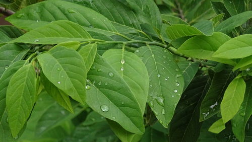 Close-up of wet plant