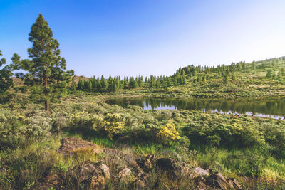 Scenic view of landscape against clear blue sky