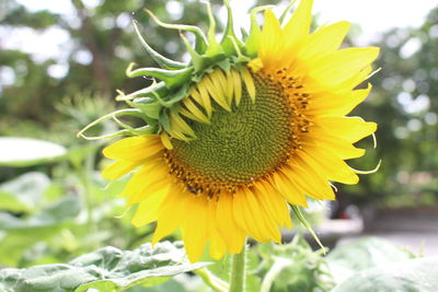 Close-up of sunflower