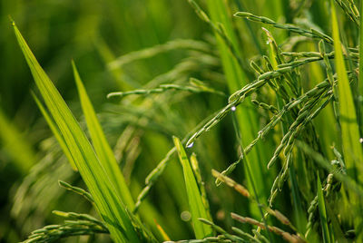 Rice  is a cultivated plant, that is a symbol of fertility, well-being