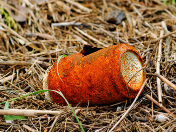 High angle view of orange on field