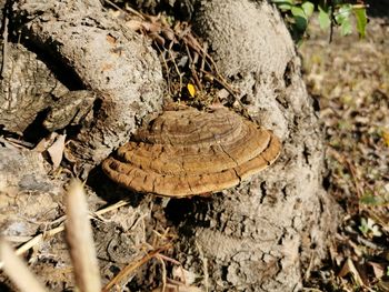 High angle view of caterpillar on a tree