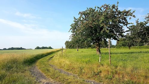 Trees on field against sky