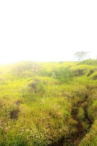 Scenic view of grassy field against sky