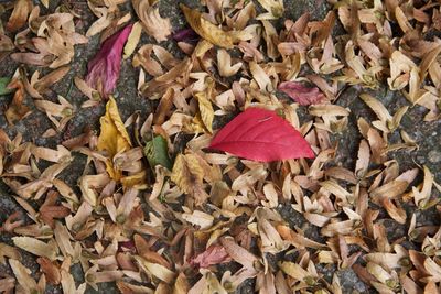 High angle view of fallen maple leaves on field