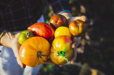 Hands of gardener woman holding vegetables on sunny day