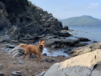 View of a sheep on rock