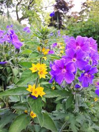 Close-up of purple flowers blooming outdoors