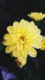 Close-up of yellow flowers