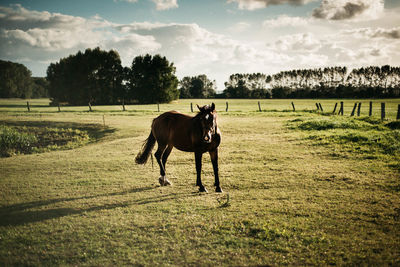 Horse standing in a field