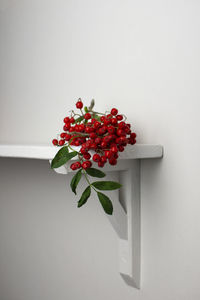 Close-up of red flowers against white background