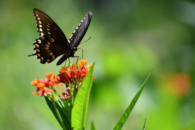 Close-up of butterfly pollinating on flower