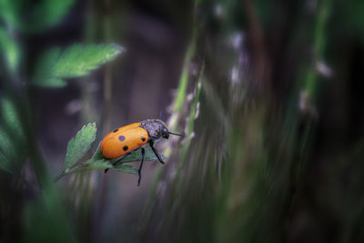 Close-up of ladybug on leaf