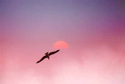 Low angle view of bird flying against sky