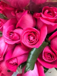 Close-up of pink roses