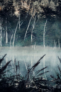 Scenic view of lake in forest