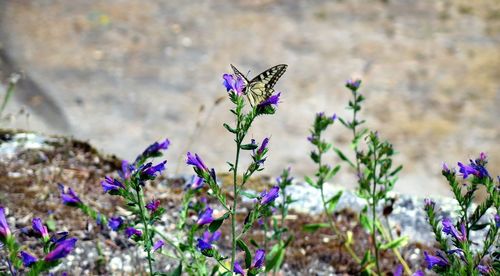 Close-up of butterfly pollinating on purple flower