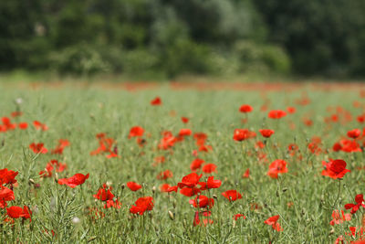 Close-up of red poppy flowers on field