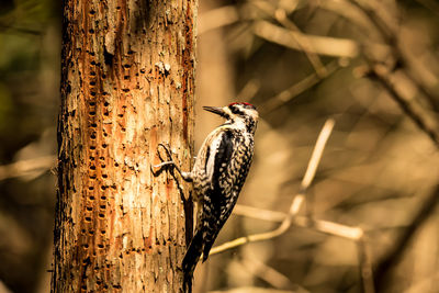 Close-up of bird perching on tree