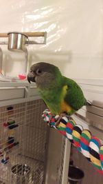 View of parrot perching in cage