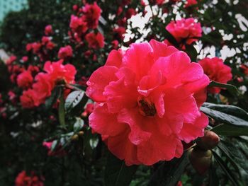 Close-up of pink flower