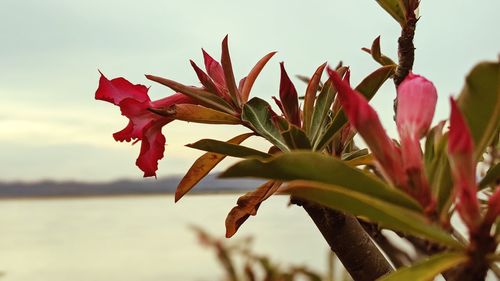Close-up of red flowering plant against sky