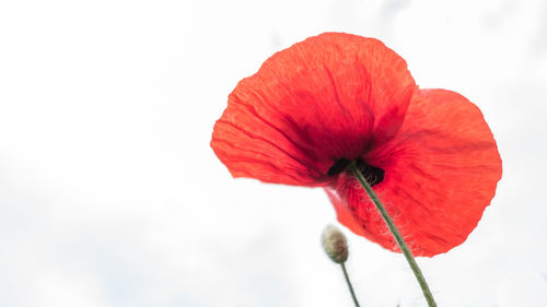 Close-up of red poppy flower