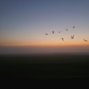 Silhouette of birds flying in the sky