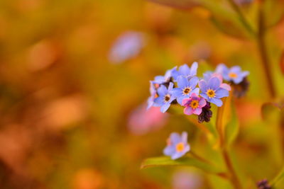 Close-up of purple flowering plant