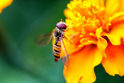 Close-up of hoverfly pollinating on flower