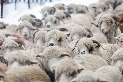 Close-up of sheep