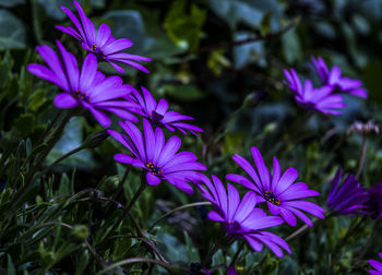 Close-up of pink flowers