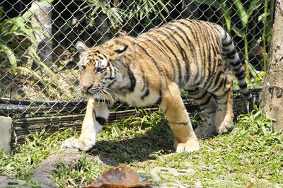 Tiger walking in zoo