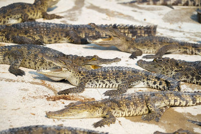 High angle view of crocodile in water