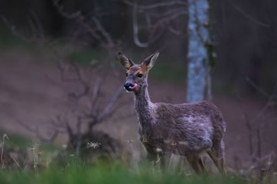 Close-up of deer on field