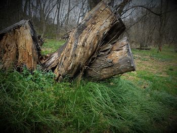 Trees on grassy field