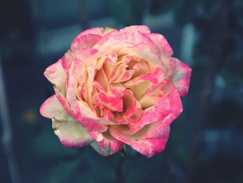 Close-up of pink rose