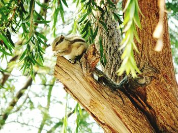 Squirrel on tree trunk