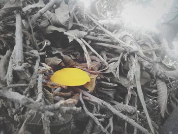 Close-up of leaves