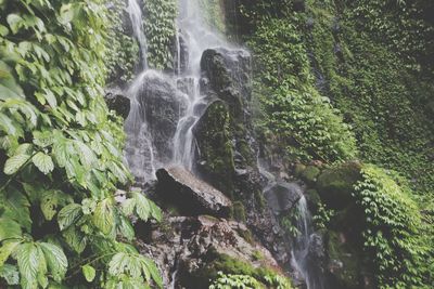 Scenic view of waterfall in forest