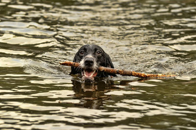 Portrait of dog swimming in lake