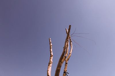 Low angle view of plant against clear blue sky