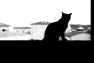 Silhouette cat sitting against sky seen through window