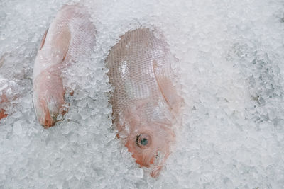 High angle view of fish in frozen sea